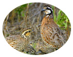 Planting for Quail